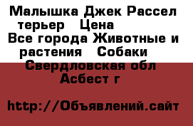 Малышка Джек Рассел терьер › Цена ­ 40 000 - Все города Животные и растения » Собаки   . Свердловская обл.,Асбест г.